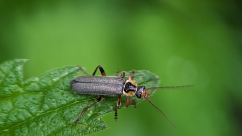 Grey Sailor Beetle, Noordwijkerhout, Nederland, photo 7 of 10