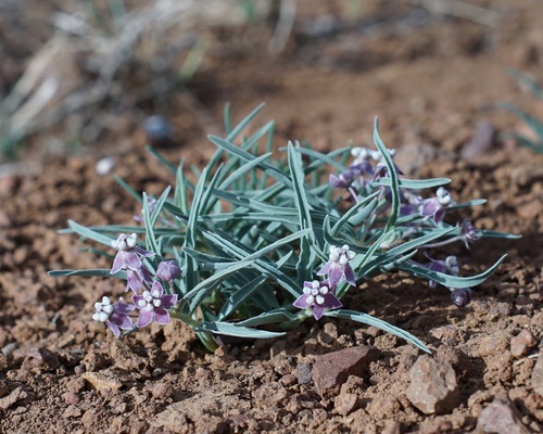 Wheel milkweed (Asclepias uncialis)