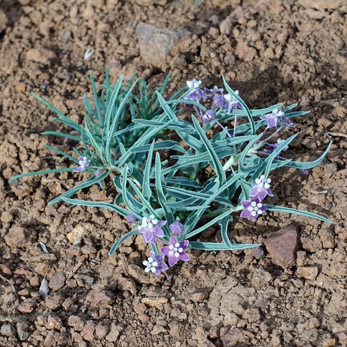 Image of Asclepias uncialis by (c) Andrew Tree, some rights reserved (CC BY)