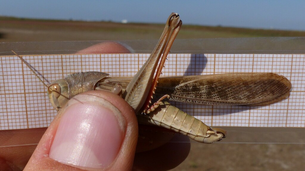 Locusta migratoria migratoria from Arles, France on September 13, 2020