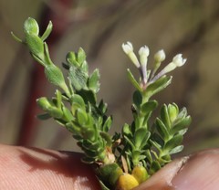 Gnidia sericea