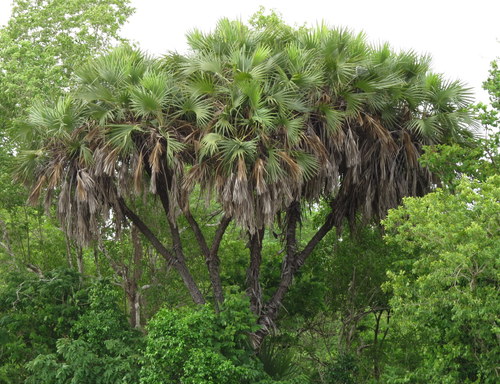 Hyphaene compressa H.Wendl.