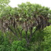 East African Doum Palm - Photo no rights reserved, uploaded by Adam Kranz