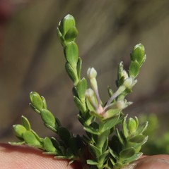Gnidia sericea