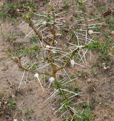 Vachellia drepanolobium