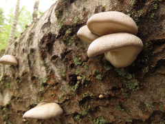 Pleurotus calyptratus