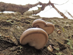 Pleurotus calyptratus