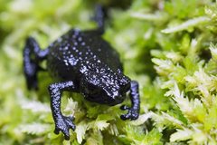 Roraima Bush Toad photo 3