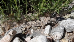 Phrynosoma blainvillii