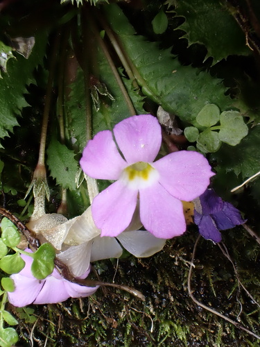 Primula gracilipes, photograph 1