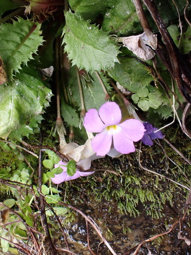 Primula gracilipes, photograph 2