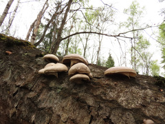 Pleurotus calyptratus