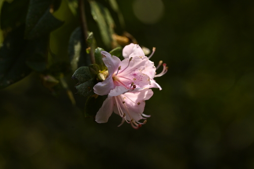 Rhododendron breviperulatum, photograph 5