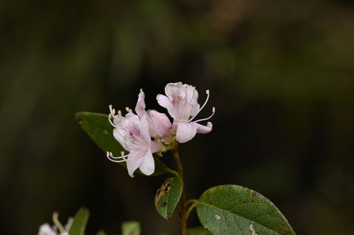 Image of Rhododendron breviperulatum by (c) 曾昱承 Yu-Cheng Zeng, some rights reserved (CC BY)