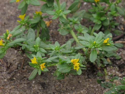 Euploca katangensis (Euploca katangensis)
