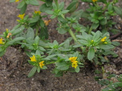 Heliotropium baclei rostratum