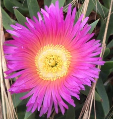 Carpobrotus aequilaterus