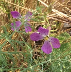 Carpobrotus aequilaterus