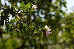 Rhododendron breviperulatum, photograph (c) 曾昱承 Yu-Cheng Zeng, some rights reserved (CC BY)