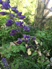 Baptisia australis