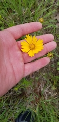 Coreopsis grandiflora