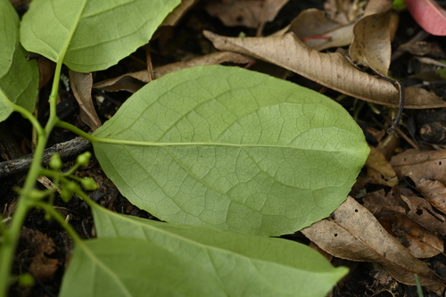 Celastrus kusanoi (Celastrus kusanoi)