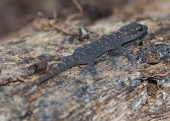 Phyllodactylus baurii