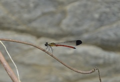 Rhinocypha pagenstecheri timorana