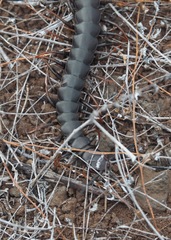 Scolopendra galapagoensis