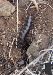 Scolopendra galapagoensis