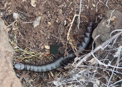 Scolopendra galapagoensis