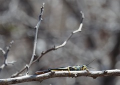 Schistocerca melanocera