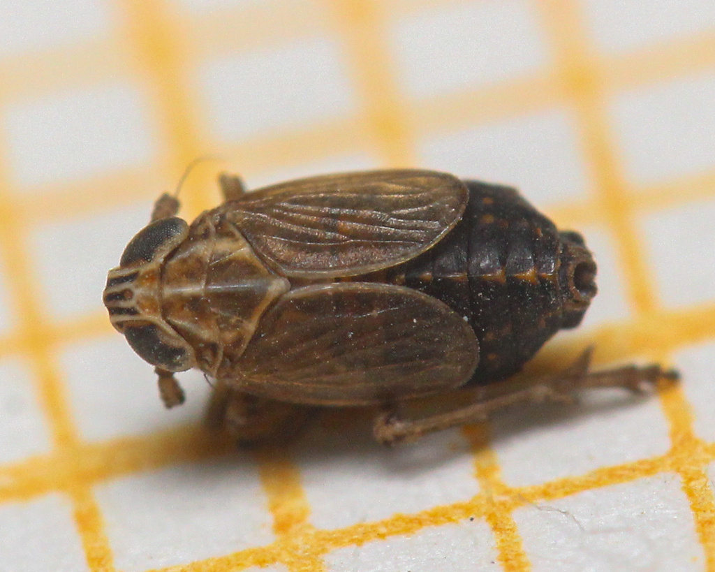 Tall Fescue Planthopper