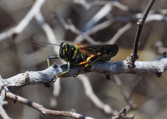Schistocerca melanocera