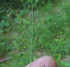 Dichanthelium dichotomum
