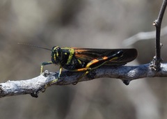 Schistocerca melanocera