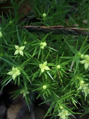 Galium andrewsii