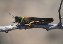 Schistocerca melanocera