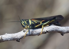 Schistocerca melanocera