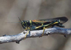 Schistocerca melanocera
