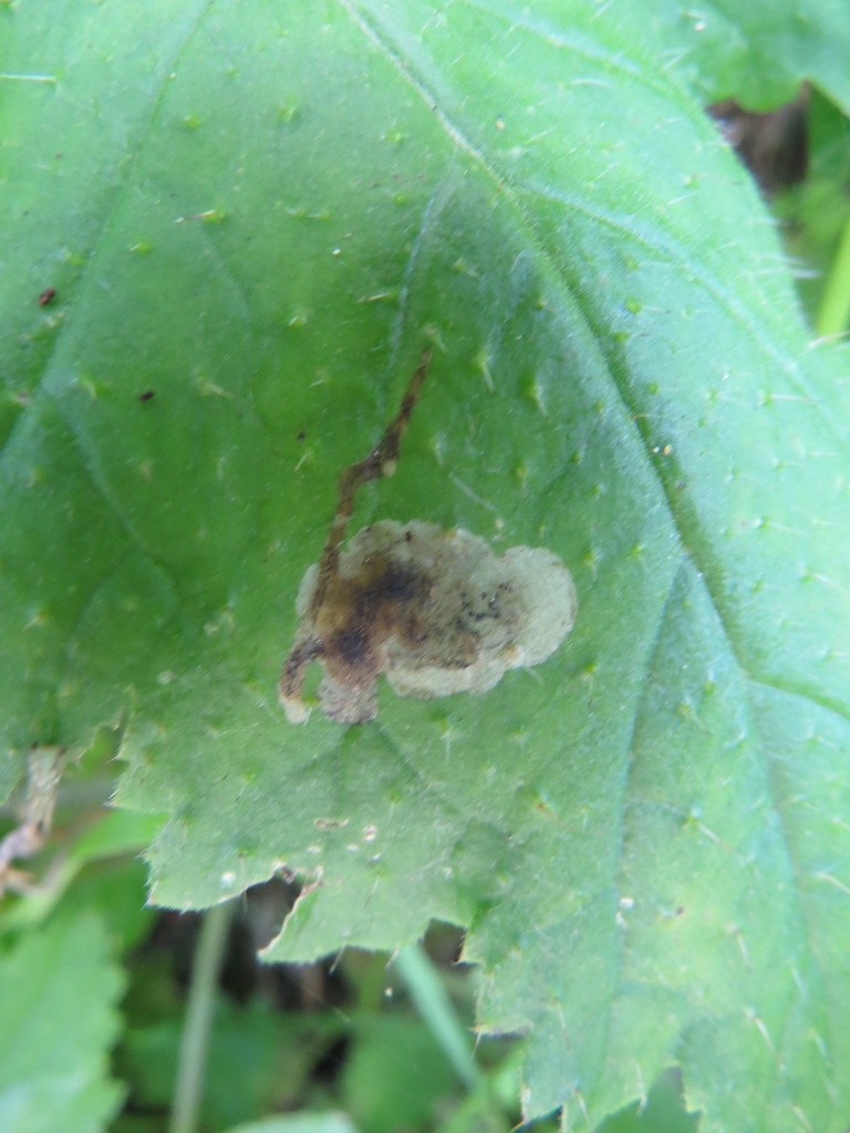 Phytomyza phaceliae