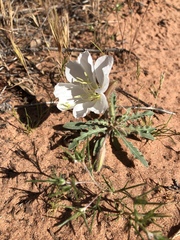 Oenothera deltoides