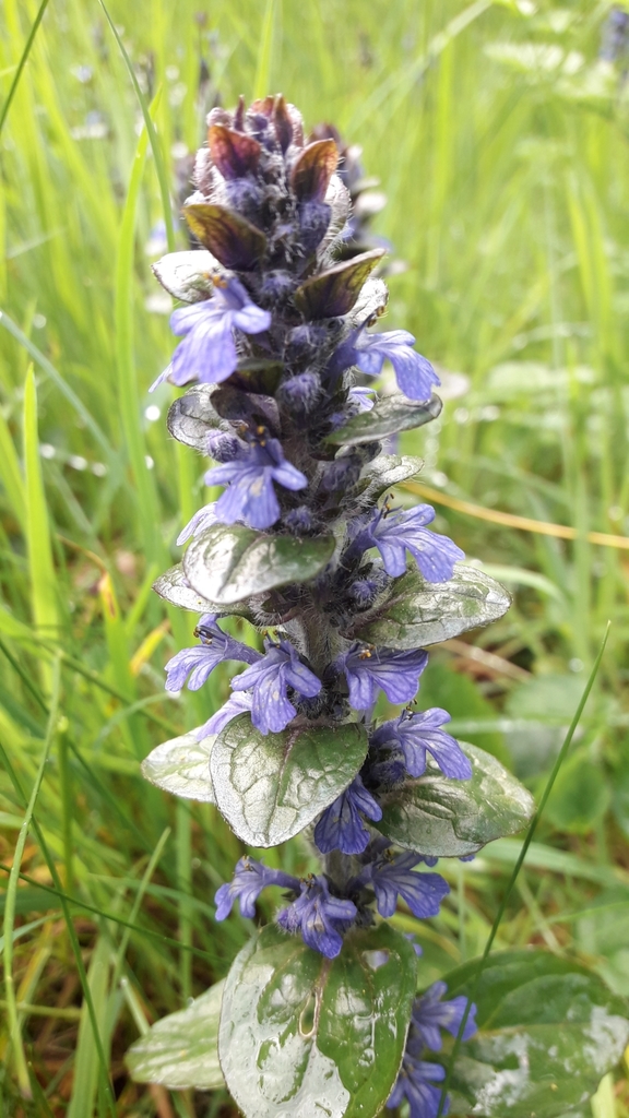 carpet bugle from 1 Peil Wyke, Bassenthwaite Lake, Cockermouth CA13 9YG