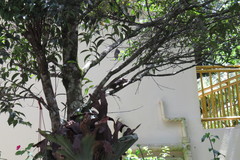 Callosciurus notatus