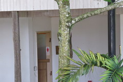 Callosciurus notatus