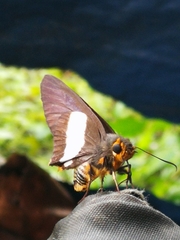 Coeliades forestan forestan