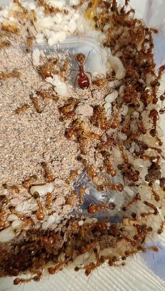 Messor antennatus