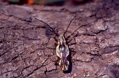 Paraepepeotes togatus