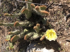 Opuntia diploursina