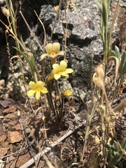 Aphyllon franciscanum